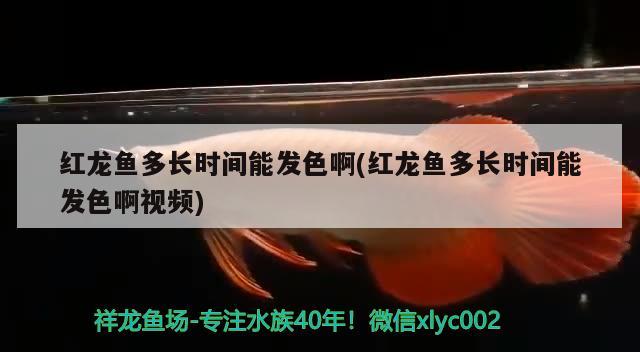 红龙鱼多长时间能发色啊(红龙鱼多长时间能发色啊视频) 其他益生菌