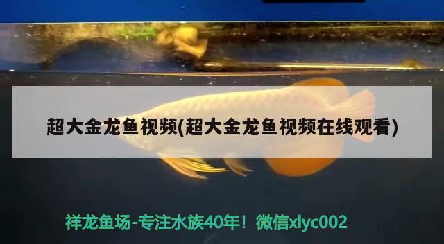 超大金龙鱼视频(超大金龙鱼视频在线观看) 广州祥龙国际水族贸易