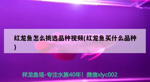 森森鱼缸过滤器怎么使用（森森鱼缸过滤安装图） 2024第28届中国国际宠物水族展览会CIPS（长城宠物展2024 CIPS） 第2张