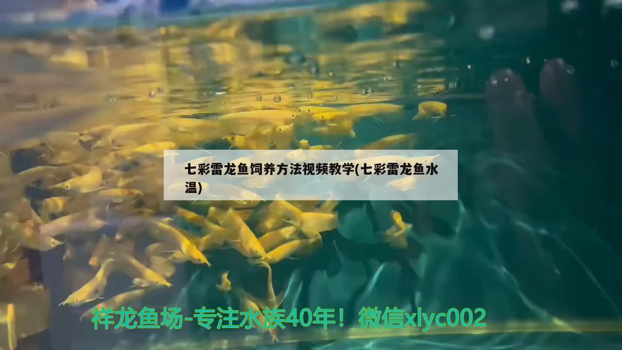 七彩雷龙鱼饲养方法视频教学(七彩雷龙鱼水温) 银古鱼苗