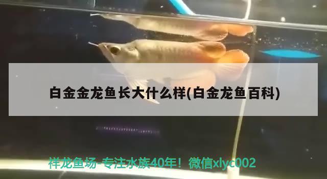 白金金龙鱼长大什么样(白金龙鱼百科)