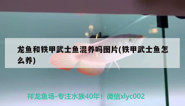 谈谈战船鱼需要多大鱼缸养、战船鱼需要多大鱼缸养对应的信息，战船鱼需要多大鱼缸养、战船鱼需要多大鱼缸