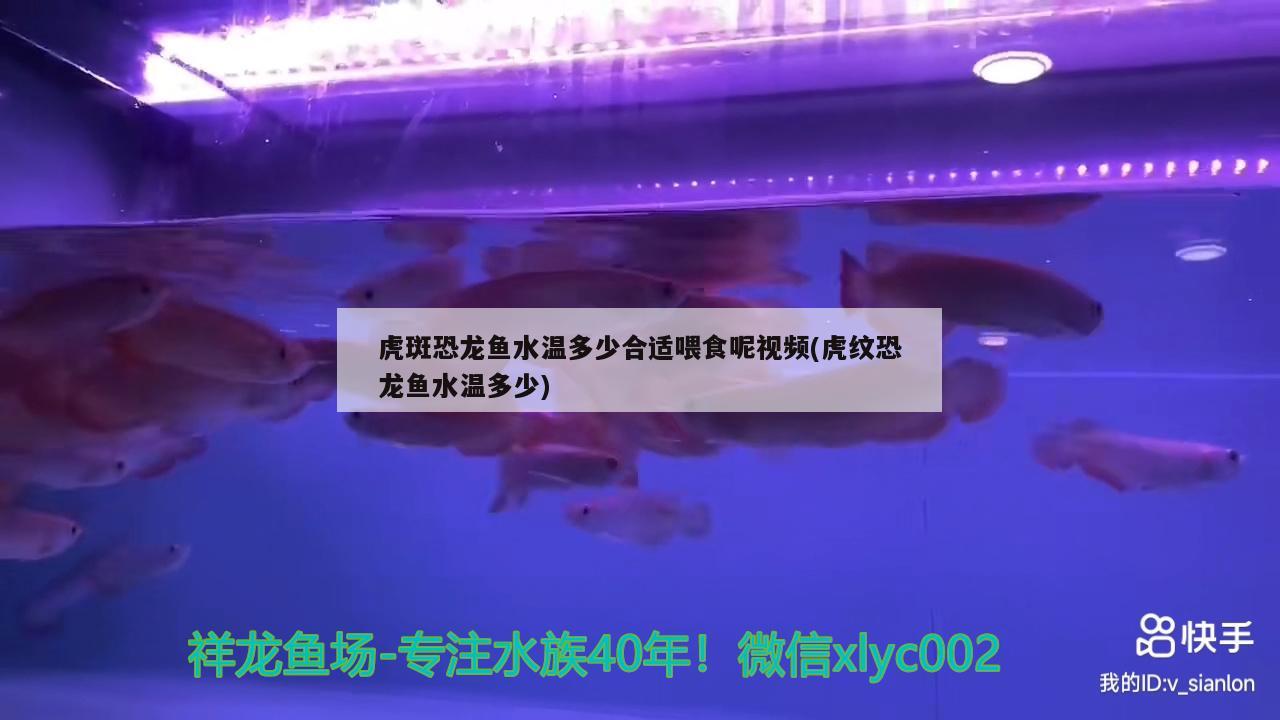 虎斑恐龙鱼水温多少合适喂食呢视频(虎纹恐龙鱼水温多少) 虎斑恐龙鱼