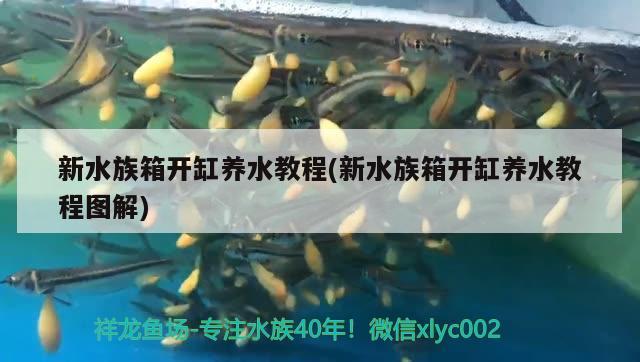 新水族箱开缸养水教程(新水族箱开缸养水教程图解)