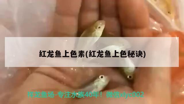 红龙鱼上色素(红龙鱼上色秘诀) 鱼缸百科