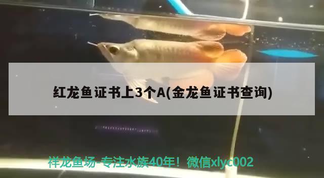 红龙鱼证书上3个A(金龙鱼证书查询)