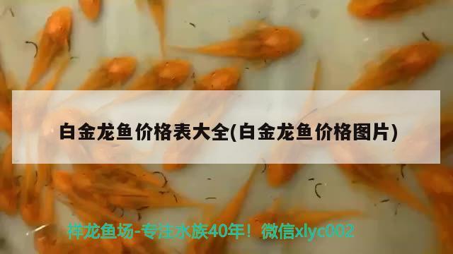 白金龙鱼价格表大全(白金龙鱼价格图片) 虎鱼百科