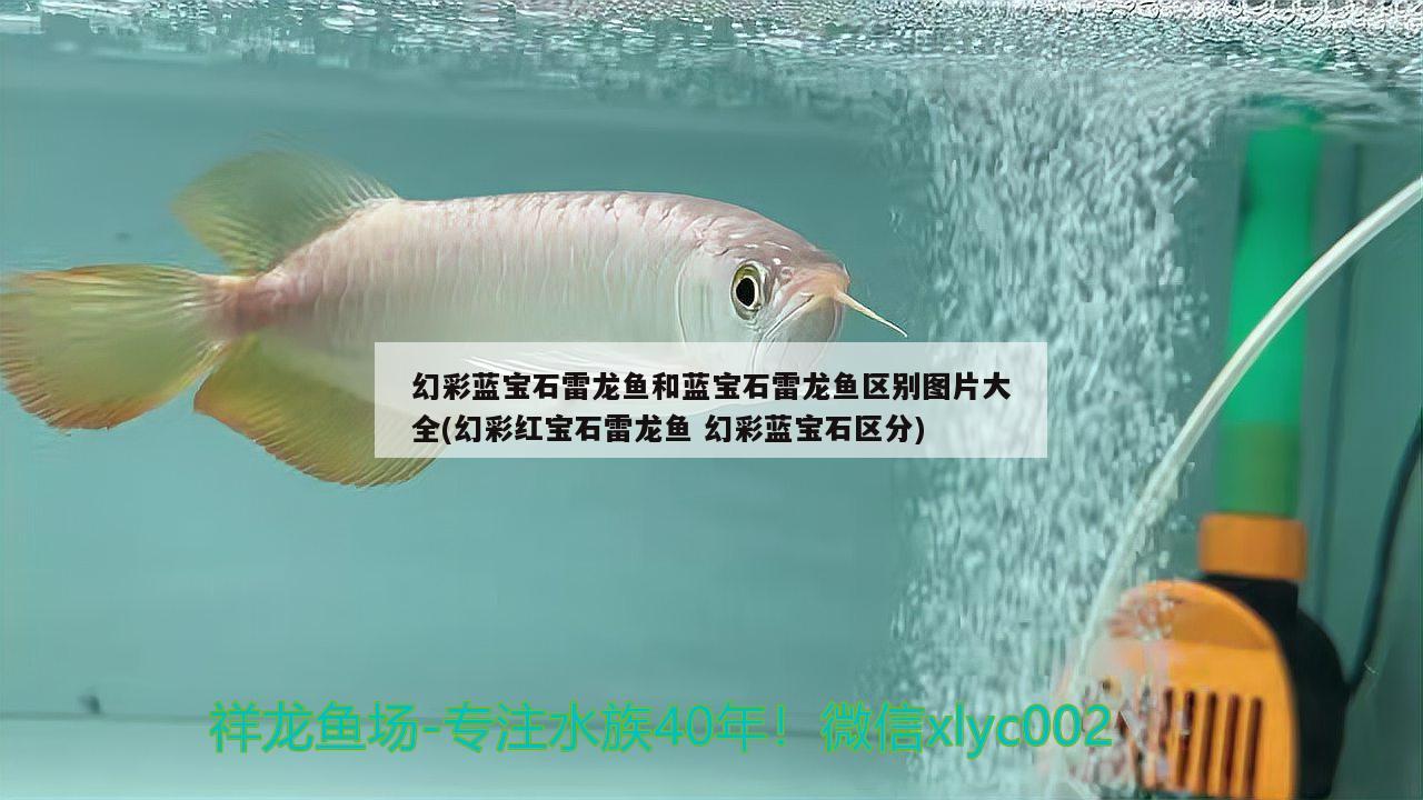 依兰县金领仓买店 全国水族馆企业名录 第1张