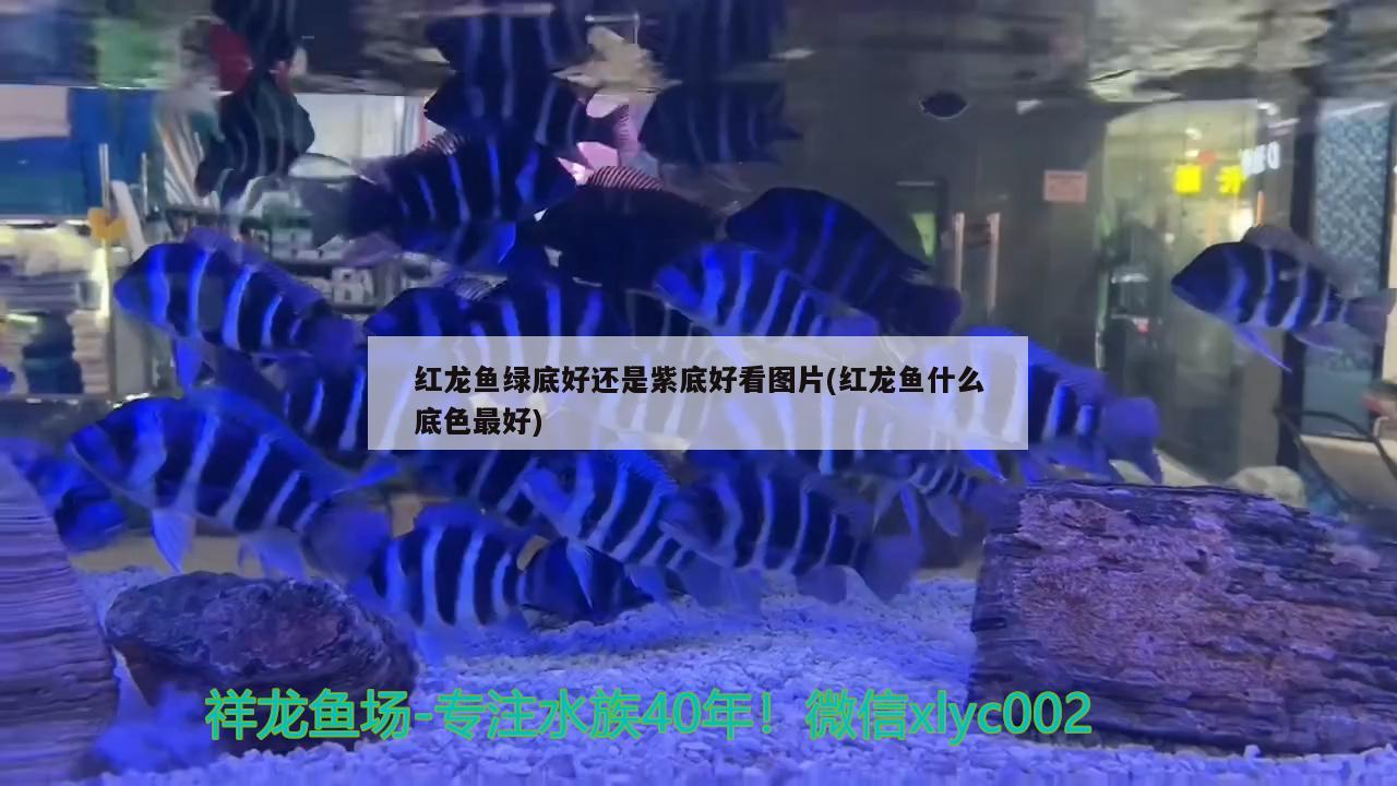 红龙鱼绿底好还是紫底好看图片(红龙鱼什么底色最好) 白化火箭