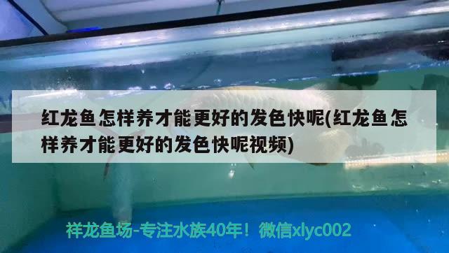 红龙鱼怎样养才能更好的发色快呢(红龙鱼怎样养才能更好的发色快呢视频)