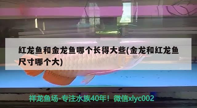 红龙鱼和金龙鱼哪个长得大些(金龙和红龙鱼尺寸哪个大) 丹顶锦鲤鱼