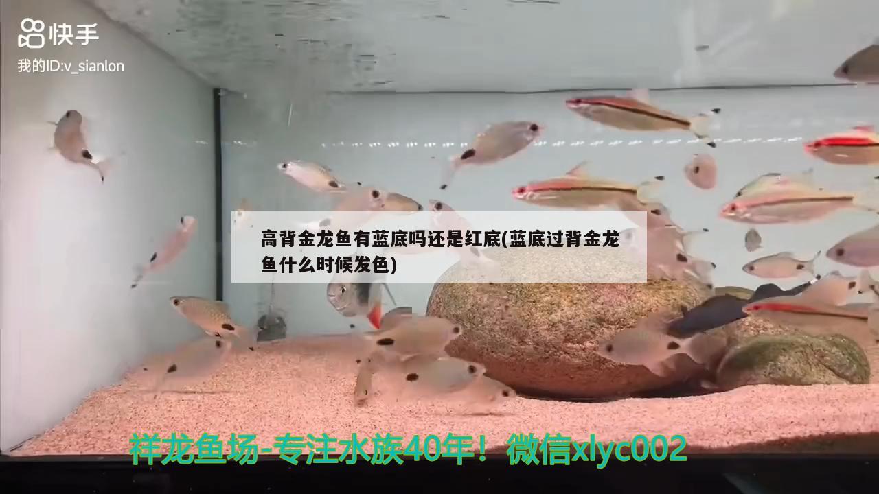 高背金龙鱼有蓝底吗还是红底(蓝底过背金龙鱼什么时候发色)