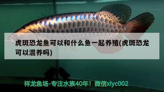 河南水族批发市场有多少个（北三环中州大道站附近哪里有水族馆） 观赏鱼水族批发市场 第1张