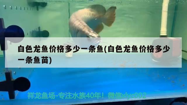 白色龙鱼价格多少一条鱼(白色龙鱼价格多少一条鱼苗) BD魟鱼 第2张