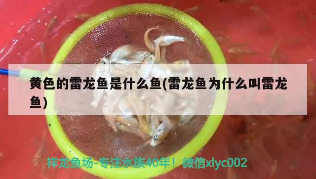 黄色的雷龙鱼是什么鱼(雷龙鱼为什么叫雷龙鱼)