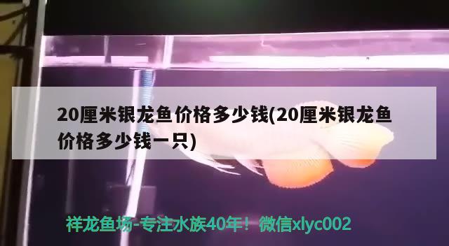 20厘米银龙鱼价格多少钱(20厘米银龙鱼价格多少钱一只) 银龙鱼