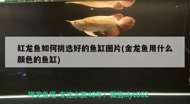 红龙鱼如何挑选好的鱼缸图片(金龙鱼用什么颜色的鱼缸)