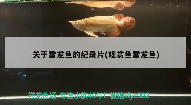 关于雷龙鱼的纪录片(观赏鱼雷龙鱼)