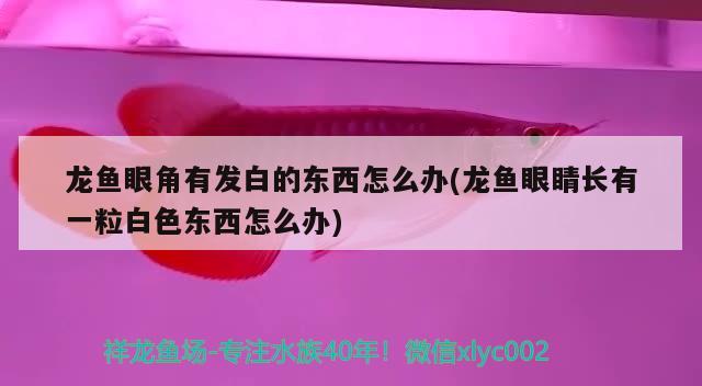 龙鱼眼角有发白的东西怎么办(龙鱼眼睛长有一粒白色东西怎么办) 泰国虎鱼（泰虎）