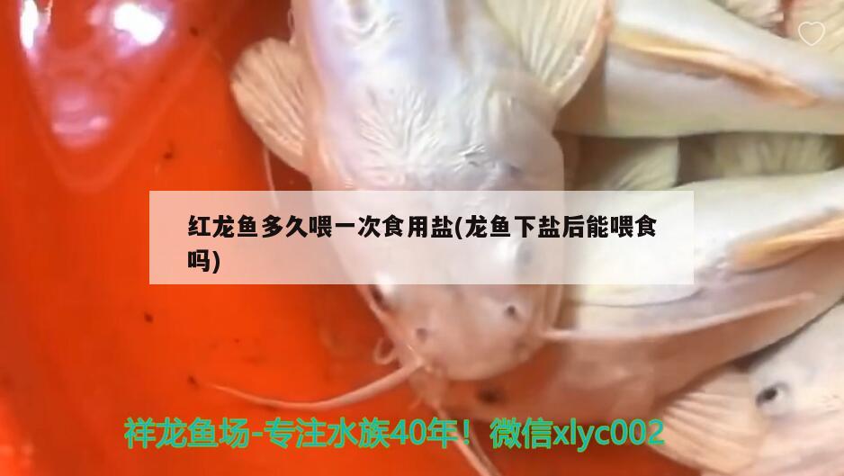 红龙鱼多久喂一次食用盐(龙鱼下盐后能喂食吗)