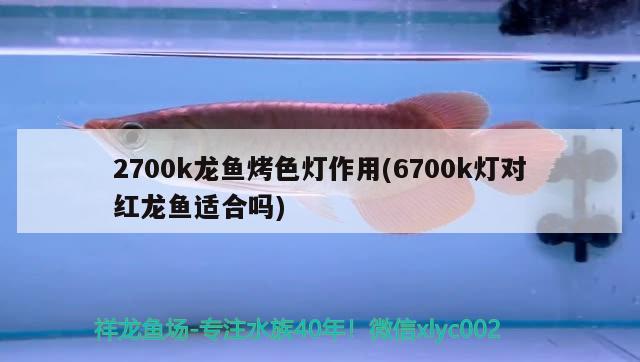 2700k龙鱼烤色灯作用(6700k灯对红龙鱼适合吗)