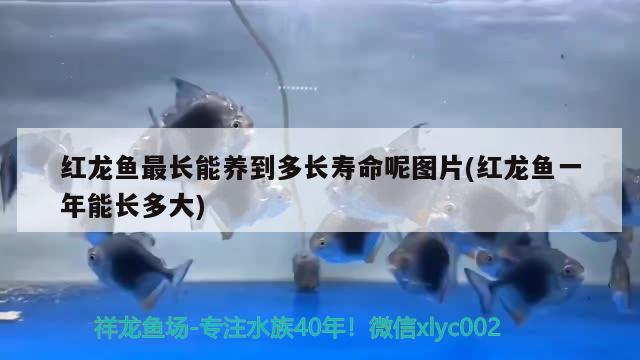 红龙鱼最长能养到多长寿命呢图片(红龙鱼一年能长多大) 金老虎鱼