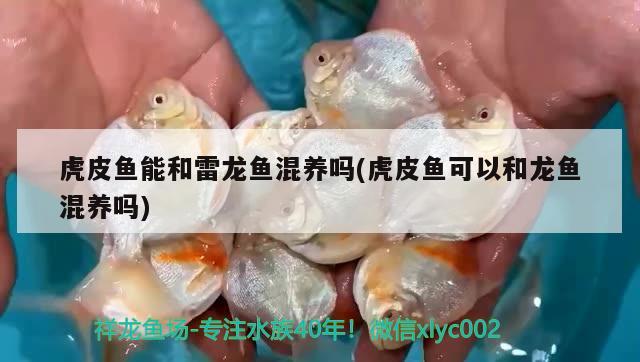 虎皮鱼能和雷龙鱼混养吗(虎皮鱼可以和龙鱼混养吗) 飞凤鱼 第1张