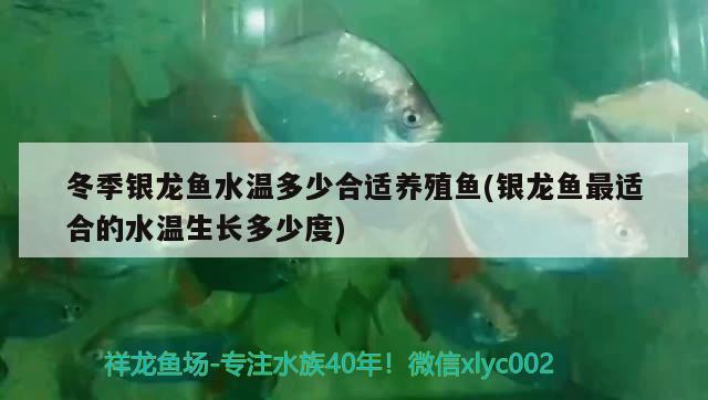 冬季银龙鱼水温多少合适养殖鱼(银龙鱼最适合的水温生长多少度) 银龙鱼