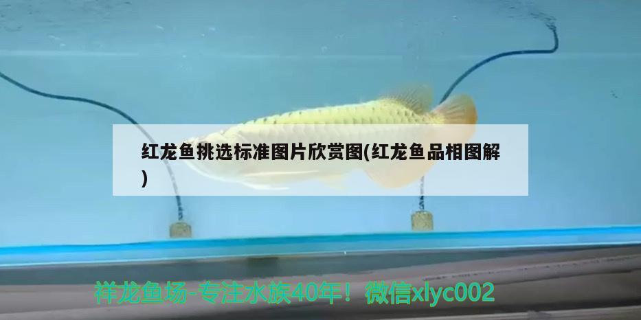 红龙鱼挑选标准图片欣赏图(红龙鱼品相图解) 黄金鸭嘴鱼