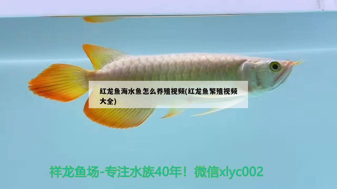 红龙鱼海水鱼怎么养殖视频(红龙鱼繁殖视频大全) 海水鱼