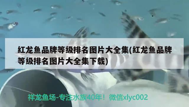 天津观赏鱼批发市场地址电话号码查询是多少（天津观赏鱼批发市场地址电话号码查询是多少号） 观赏鱼批发 第1张