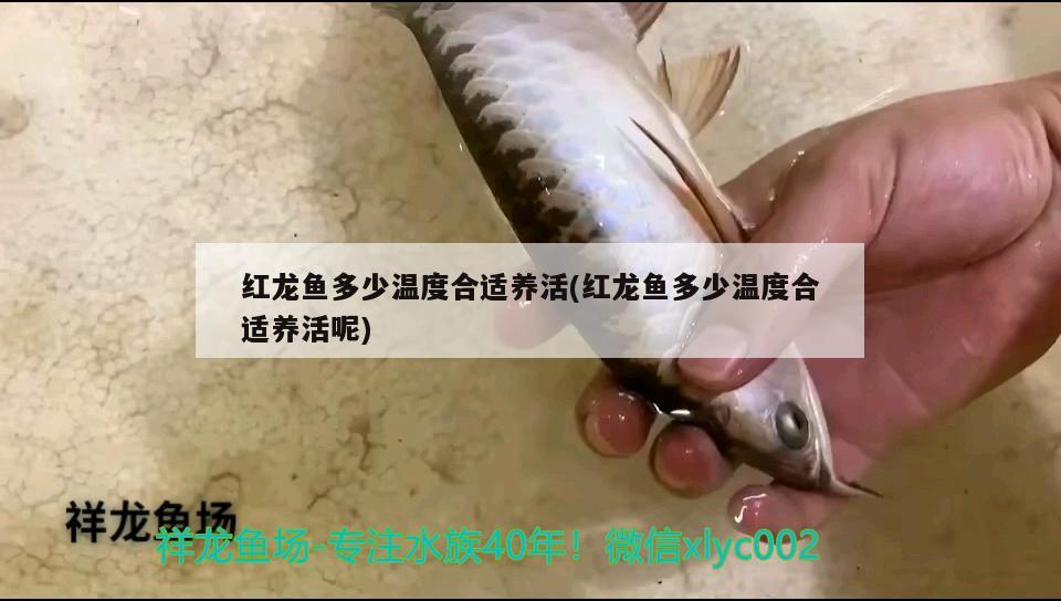 红龙鱼多少温度合适养活(红龙鱼多少温度合适养活呢) 白子银版鱼苗