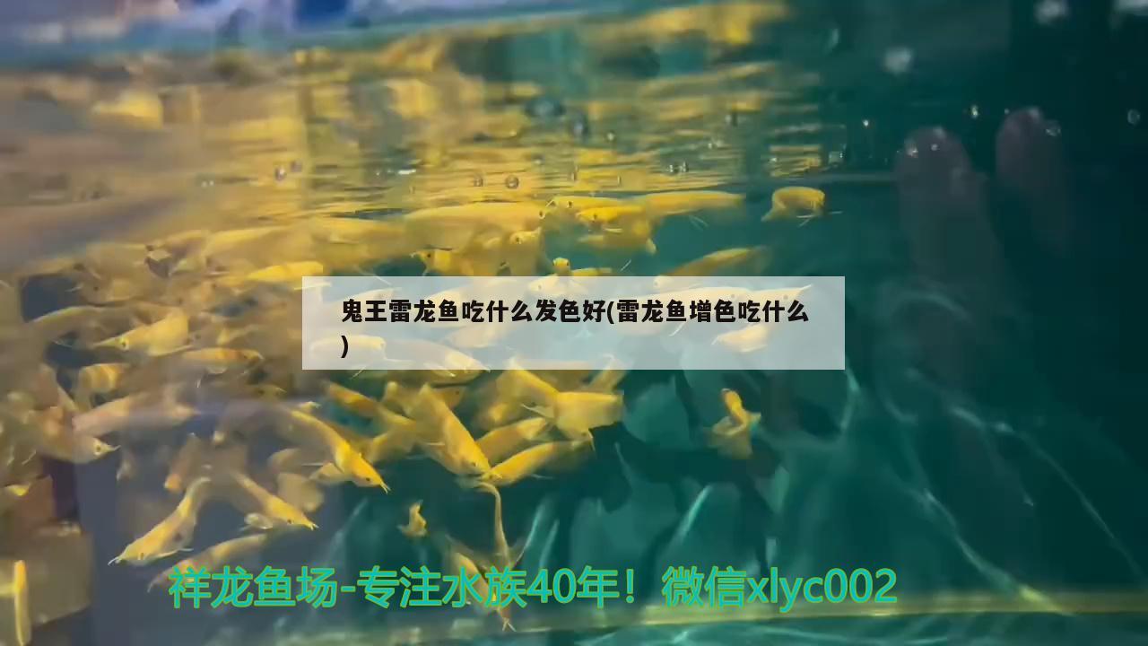 鬼王雷龙鱼吃什么发色好(雷龙鱼增色吃什么) 金龙鱼粮