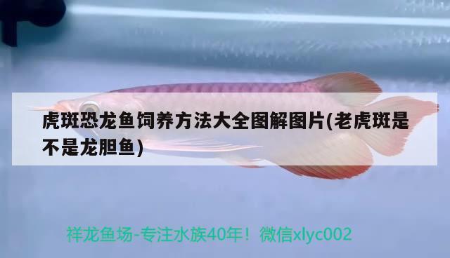 虎斑恐龙鱼饲养方法大全图解图片(老虎斑是不是龙胆鱼) 虎斑恐龙鱼