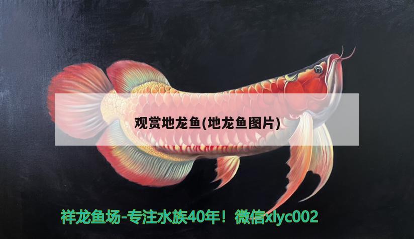 杨凌水族批发市场在哪里有卖鱼的 