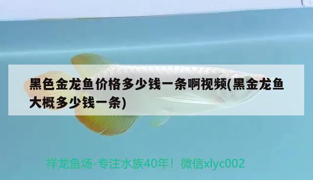 黑色金龙鱼价格多少钱一条啊视频(黑金龙鱼大概多少钱一条) 帝王三间鱼