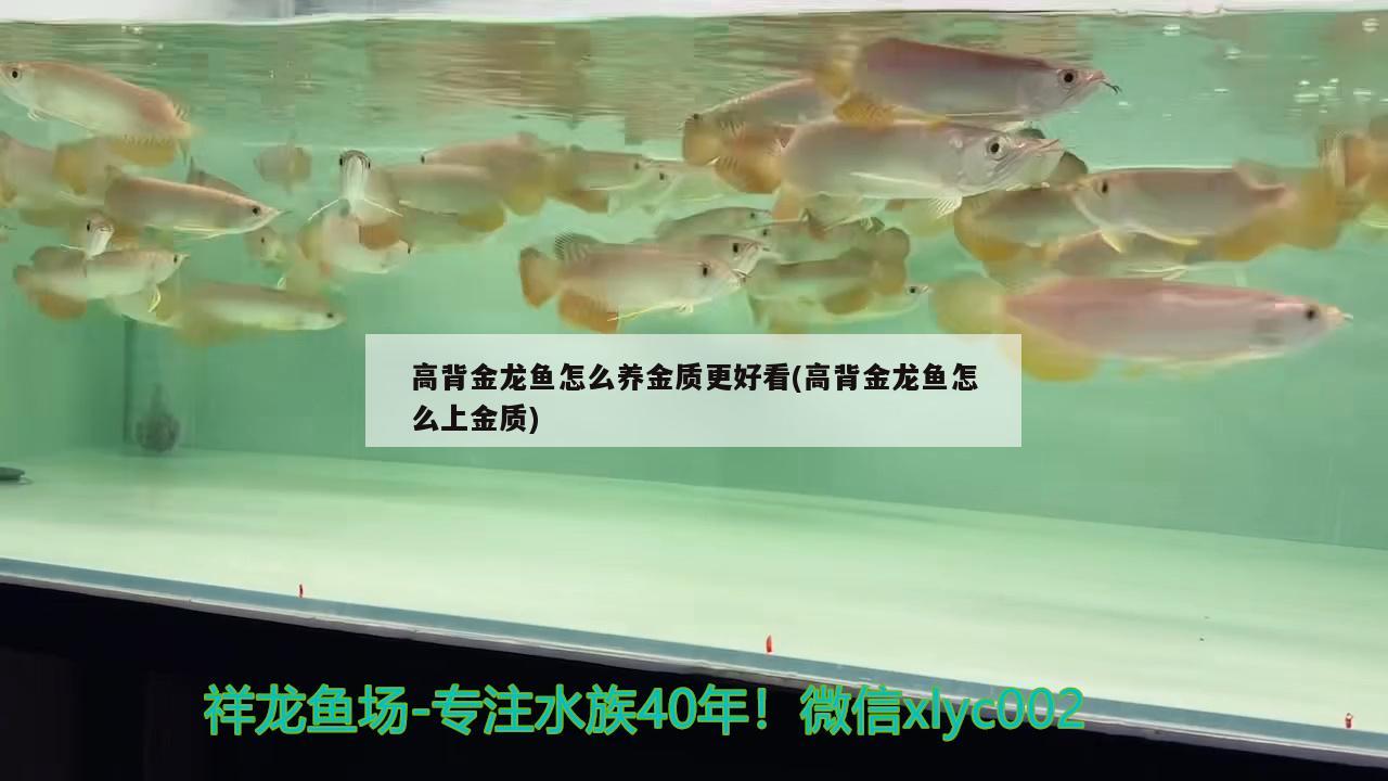 高背金龙鱼怎么养金质更好看(高背金龙鱼怎么上金质) 高背金龙鱼