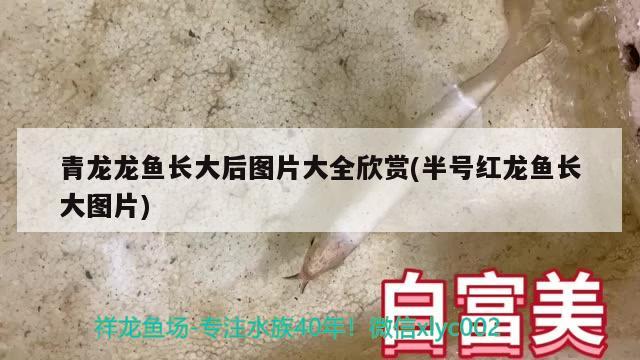 青龙龙鱼长大后图片大全欣赏(半号红龙鱼长大图片) 观赏鱼饲料