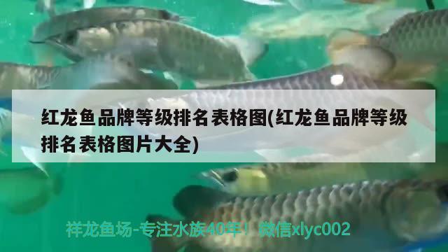 红龙鱼品牌等级排名表格图(红龙鱼品牌等级排名表格图片大全) 祥龙超血红龙鱼