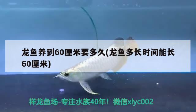 龙鱼养到60厘米要多久(龙鱼多长时间能长60厘米) 黄金鸭嘴鱼