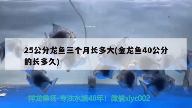 25公分龙鱼三个月长多大(金龙鱼40公分的长多久)