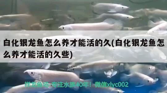 白化银龙鱼怎么养才能活的久(白化银龙鱼怎么养才能活的久些)