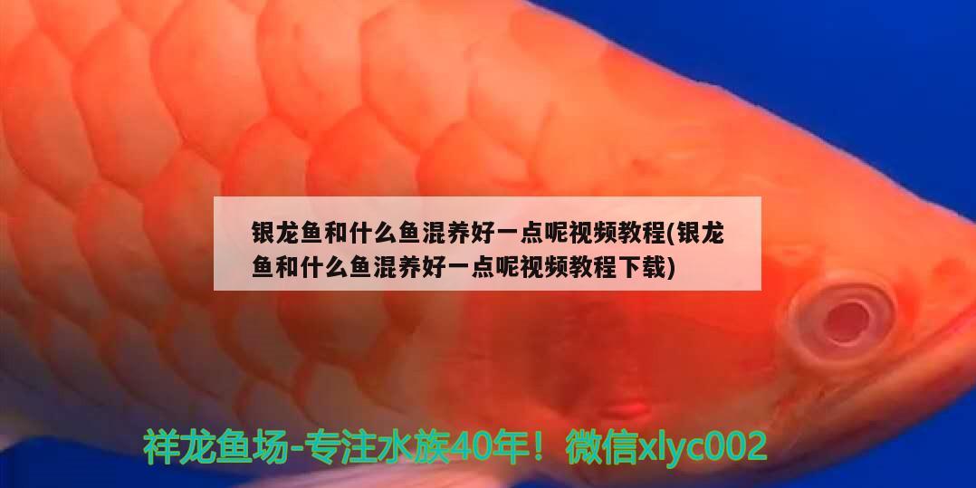 银龙鱼和什么鱼混养好一点呢视频教程(银龙鱼和什么鱼混养好一点呢视频教程下载)