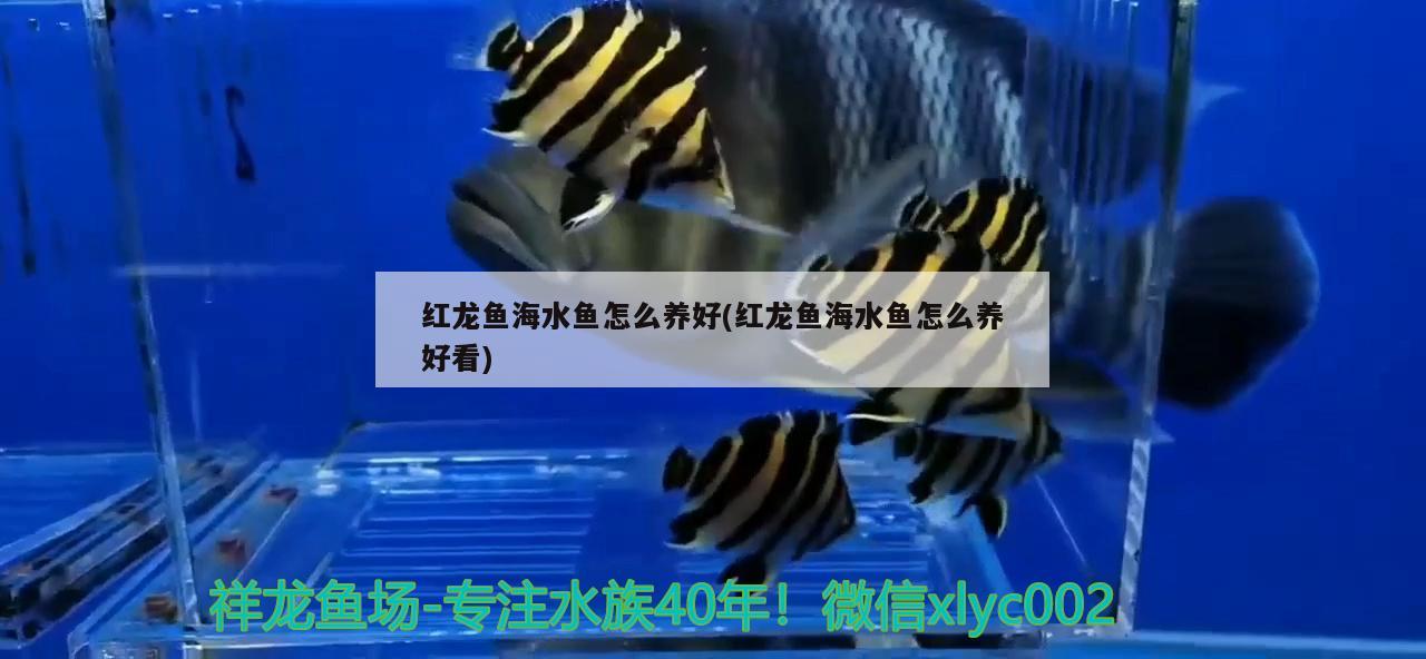 红龙鱼海水鱼怎么养好(红龙鱼海水鱼怎么养好看) 海水鱼