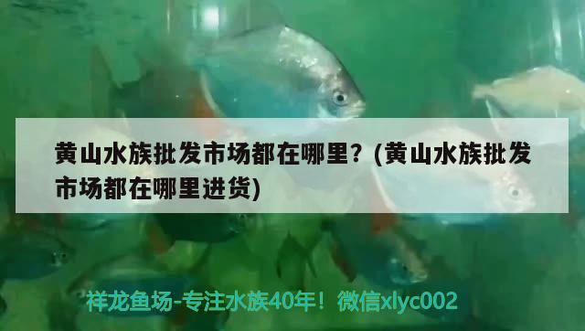 黄山水族批发市场都在哪里？(黄山水族批发市场都在哪里进货)