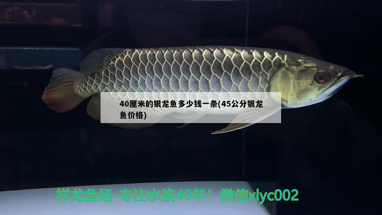 40厘米的银龙鱼多少钱一条(45公分银龙鱼价格) 银龙鱼