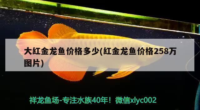 大红金龙鱼价格多少(红金龙鱼价格258万图片) 白子银龙鱼苗