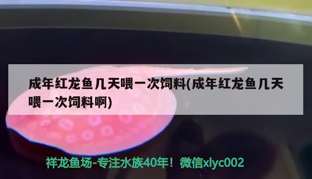 成年红龙鱼几天喂一次饲料(成年红龙鱼几天喂一次饲料啊) 白子银版鱼苗