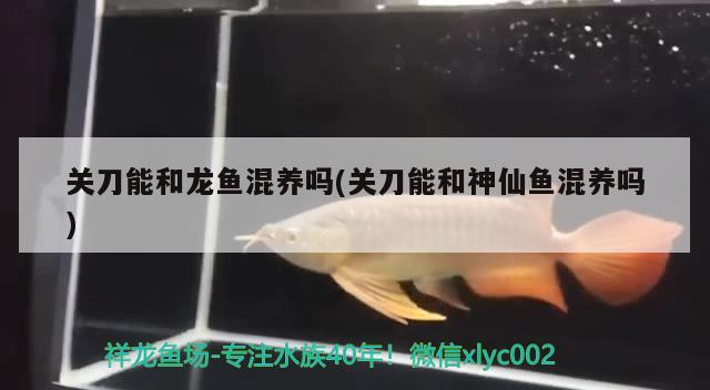 关刀能和龙鱼混养吗(关刀能和神仙鱼混养吗) 广州水族批发市场