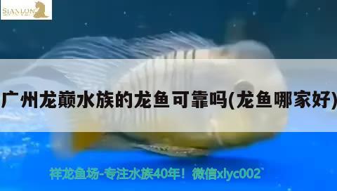 广州龙巅水族的龙鱼可靠吗(龙鱼哪家好)